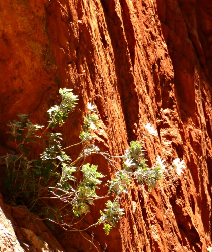 Wild flowers Standly Chasm