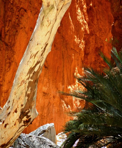 The stunning red rocks of Standley Chasm seen against the white tree trunk of a eucalypt 