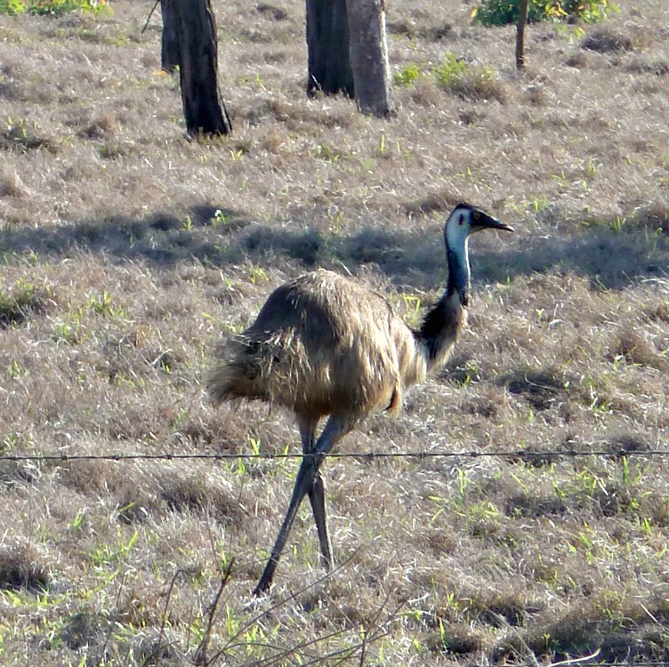 Image Emu