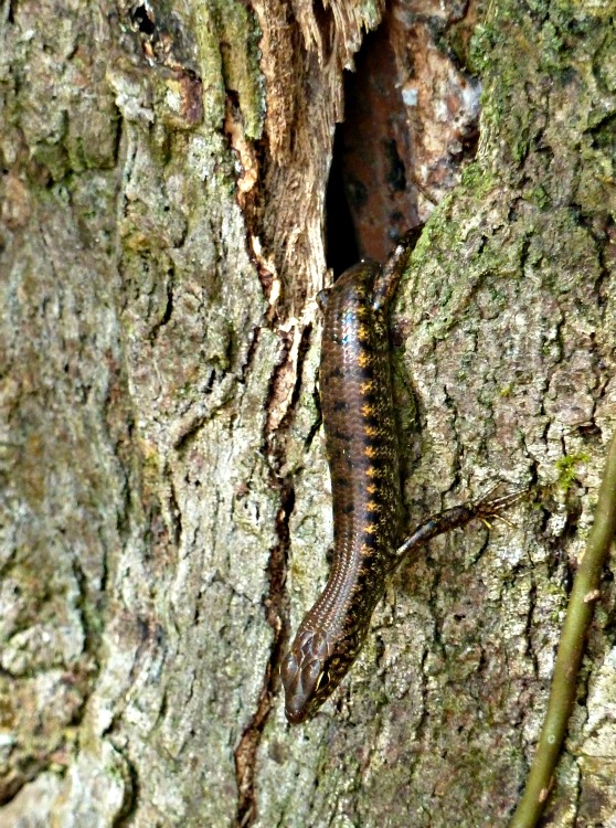Lizard at Milla Milla Falls