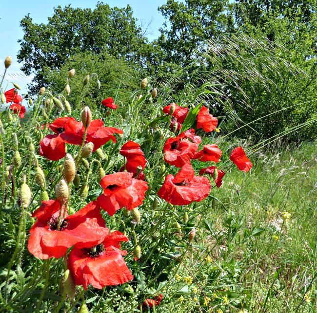 poppies in france
