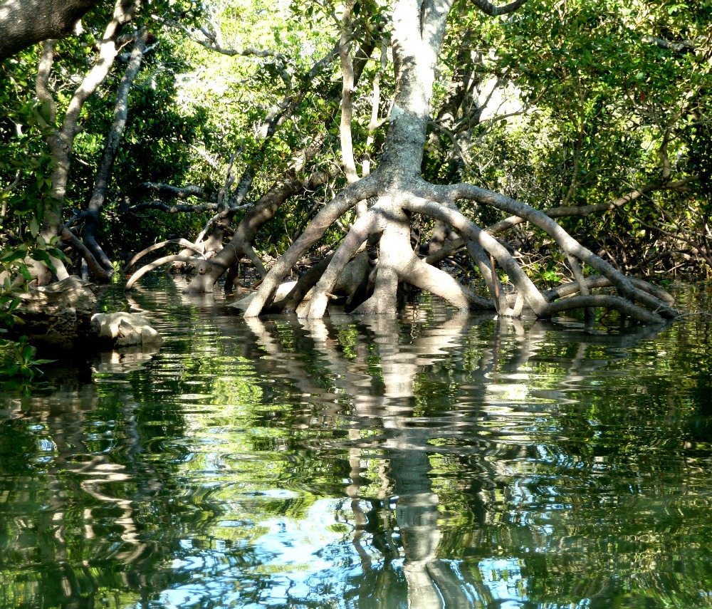 mangrove australia