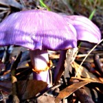 Fabulous Fungi in Australia. Have You Seen A Purple Mushroom?