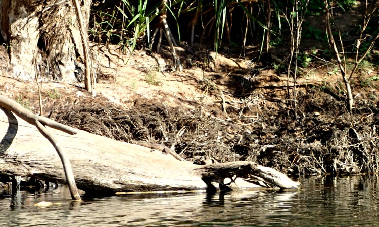 fresh water crocodile katherine