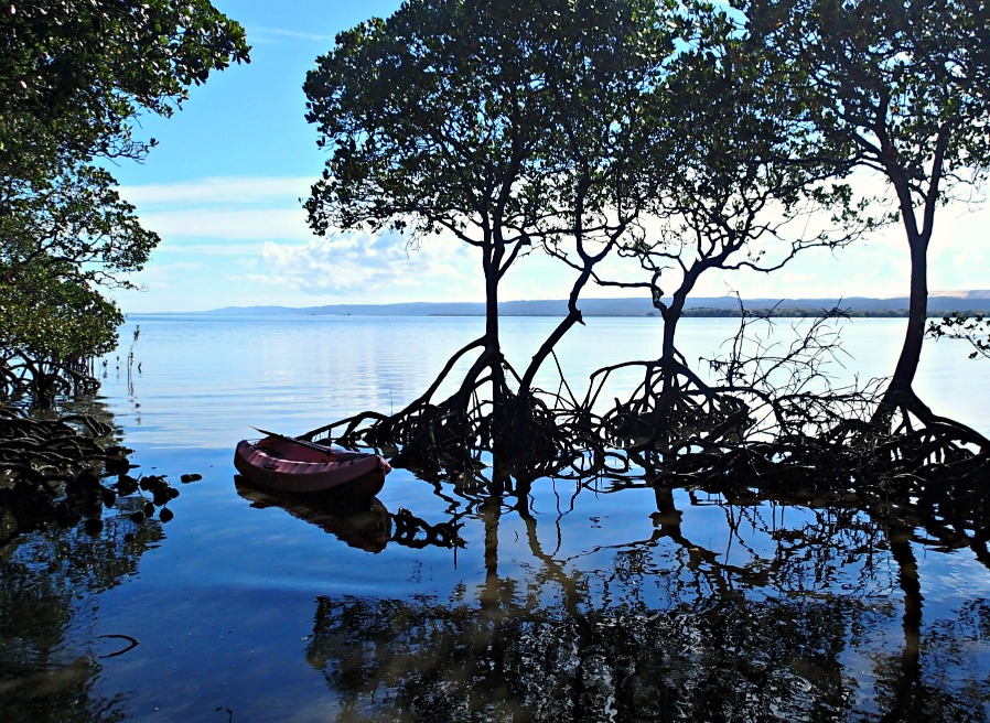 Kayak in the Mangroves