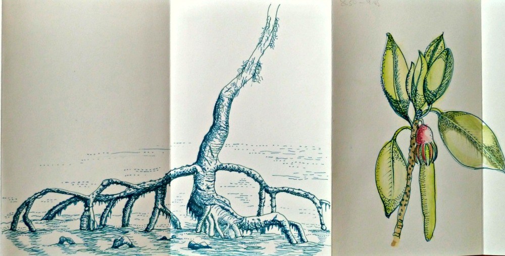 Hand drawing of mangrove roots