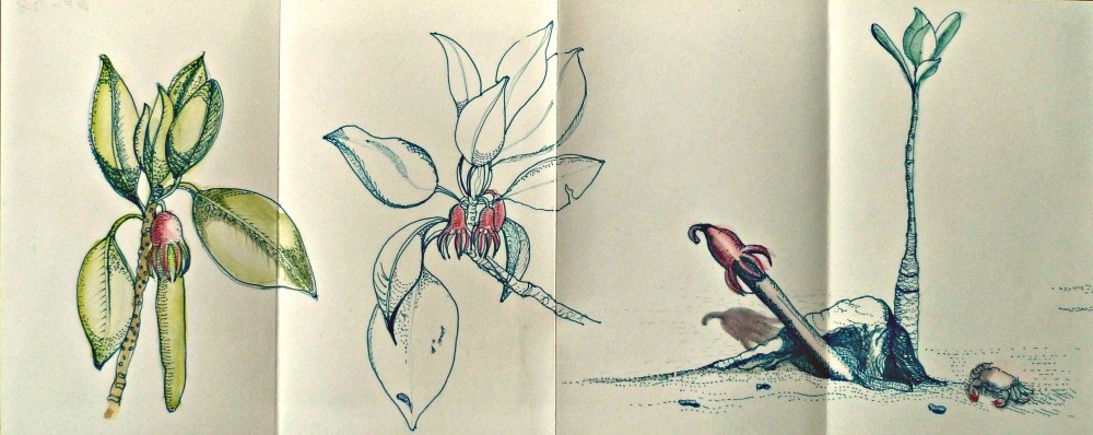 Drawing of mangrove flowers and leaves