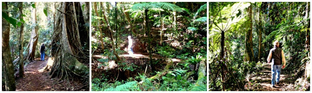 Daves Creek Circuit Binna Burra Walk through the natural vegetation