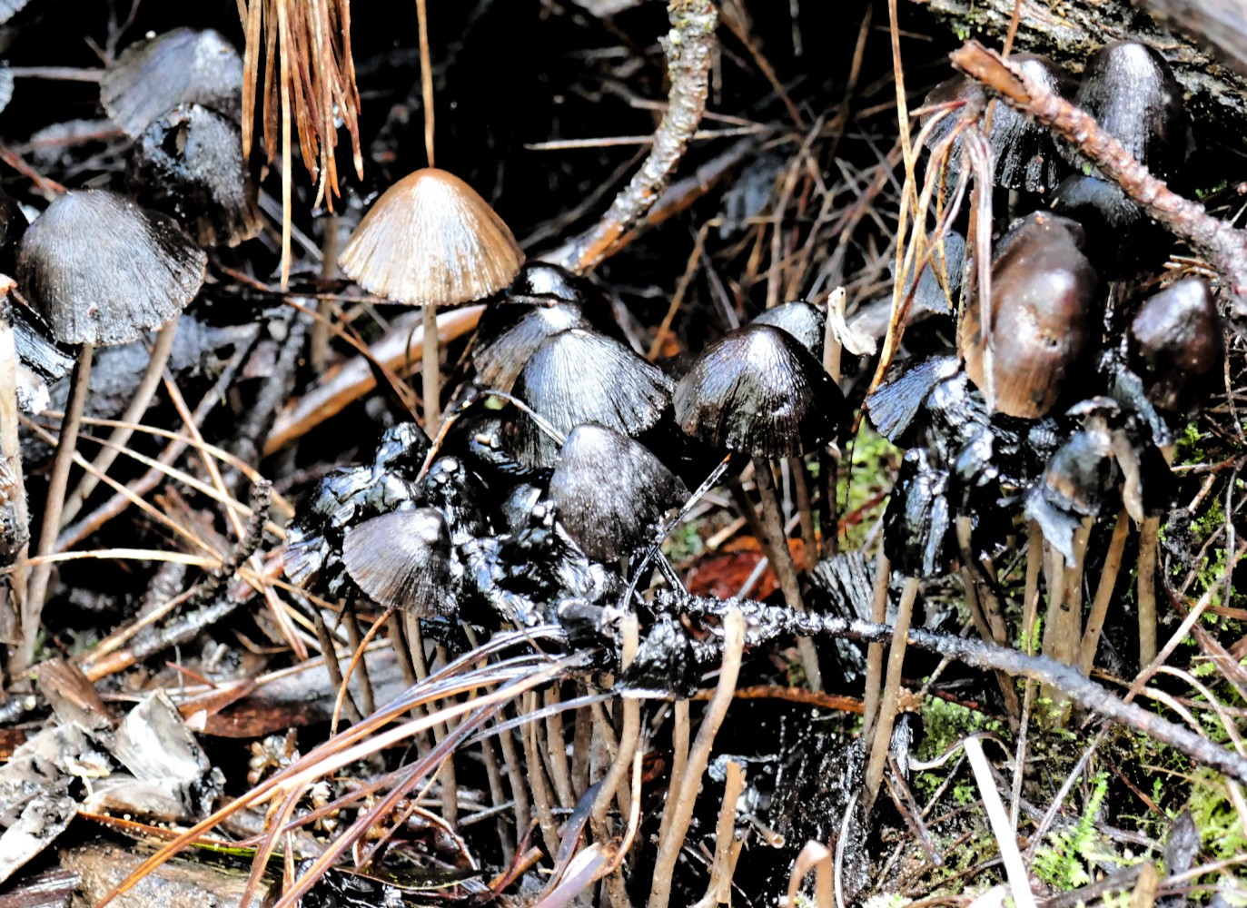 Fungi in a decomposed state